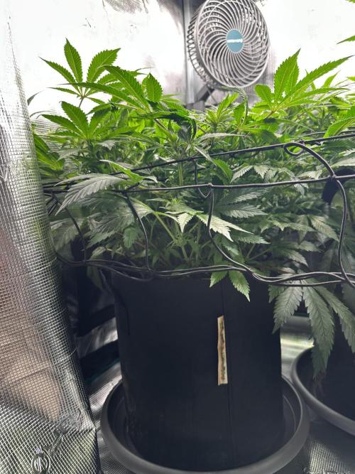#1ST PHOTOS: SlushMintCake&SkywalkerHaze. Week 13 - Skywalker Side