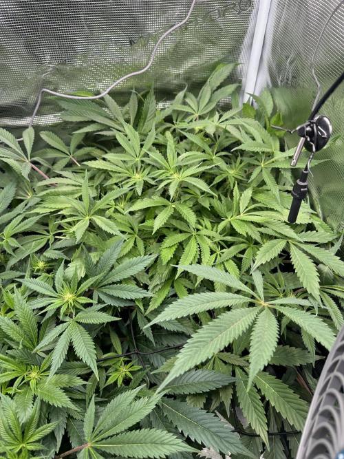 #1ST PHOTOS: SlushMintCake&SkywalkerHaze. Week 13 - Slush top