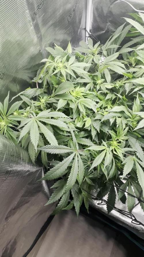 #1ST PHOTOS: SlushMintCake&SkywalkerHaze