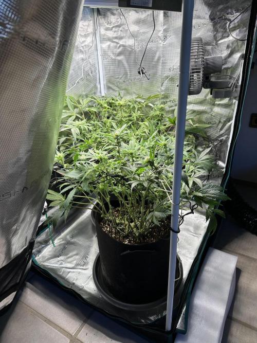 #1ST PHOTOS: SlushMintCake&SkywalkerHaze. Week 14 - DO: tents that also Open to the Side.