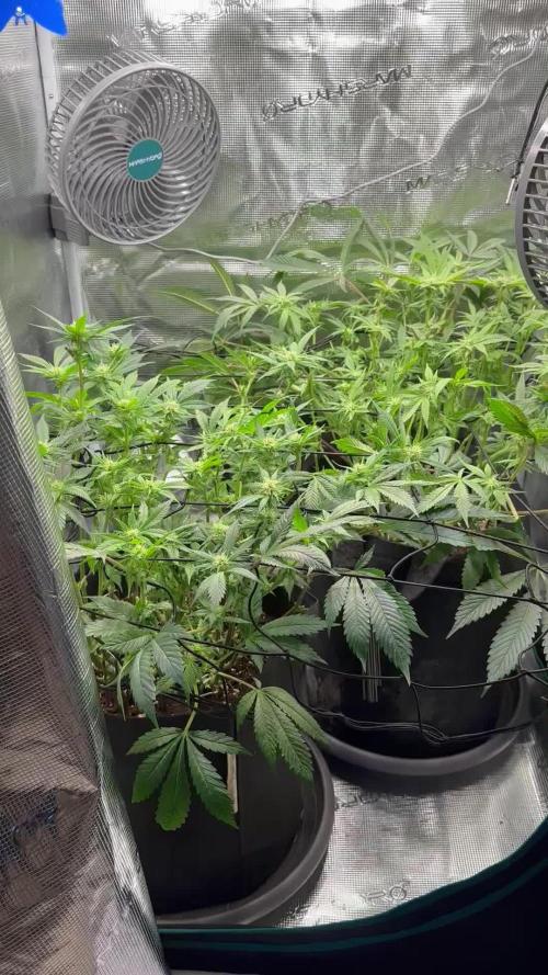 #1ST PHOTOS: SlushMintCake&SkywalkerHaze