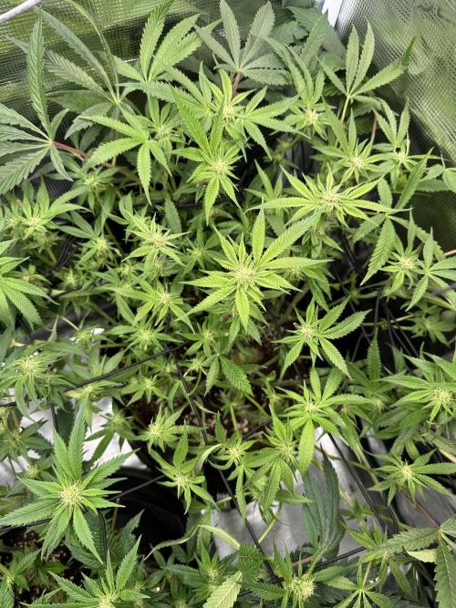 #1ST PHOTOS: SlushMintCake&SkywalkerHaze. Week 14 - Slush Top