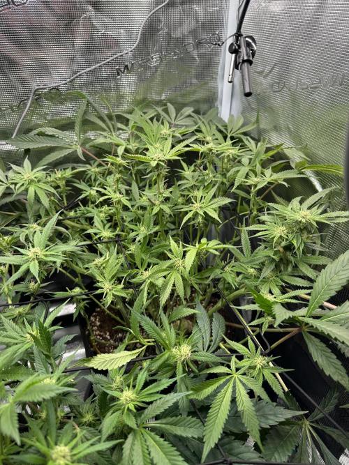 #1ST PHOTOS: SlushMintCake&SkywalkerHaze. Week 14 - Slush 45•