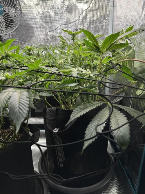 #1ST PHOTOS: SlushMintCake&SkywalkerHaze. Week 14 - Slush Side