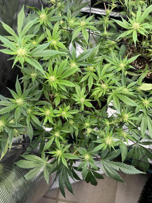 #1ST PHOTOS: SlushMintCake&SkywalkerHaze. Week 14 - Skywalker Top