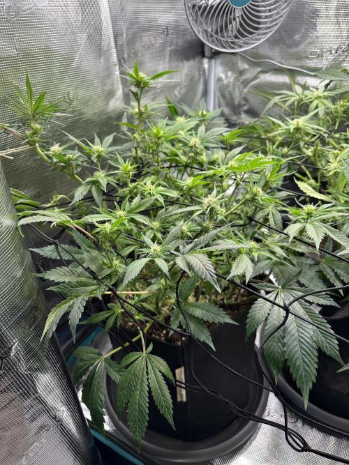#1ST PHOTOS: SlushMintCake&SkywalkerHaze. Week 14 - Skywalker 45•
