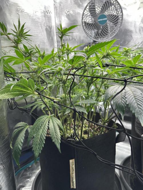 #1ST PHOTOS: SlushMintCake&SkywalkerHaze. Week 14 - Skywalker Side