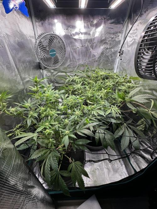 #1ST PHOTOS: SlushMintCake&SkywalkerHaze. Week 14 - After defoil 45•