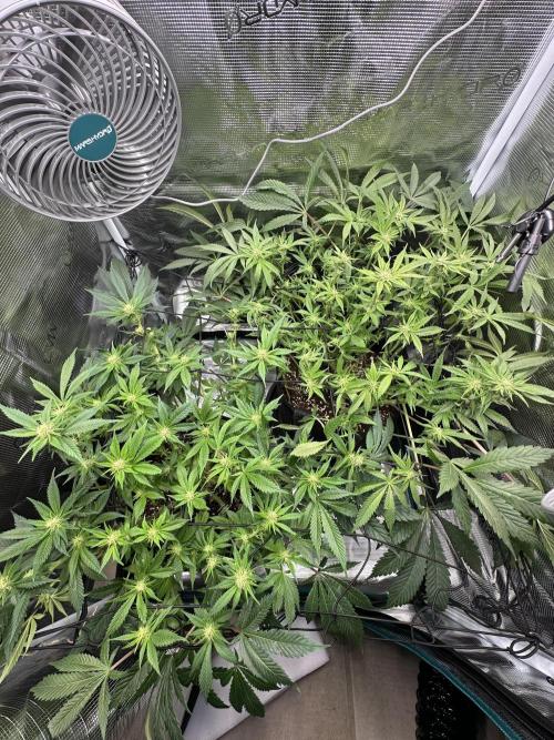 #1ST PHOTOS: SlushMintCake&SkywalkerHaze. Week 14 - Top after defoil