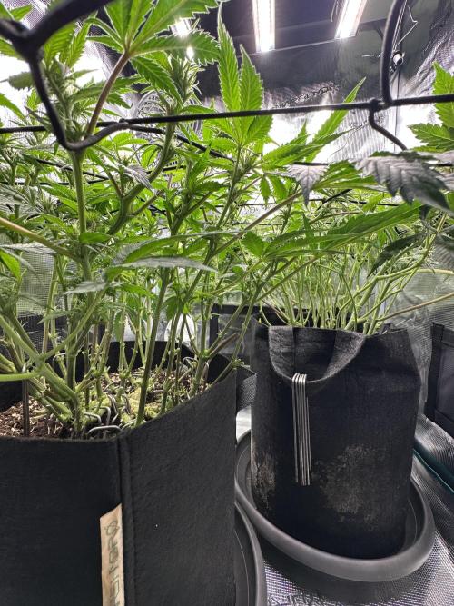 #1ST PHOTOS: SlushMintCake&SkywalkerHaze. Week 14 - Bottom defoil