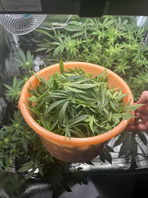 #1ST PHOTOS: SlushMintCake&SkywalkerHaze. Week 14 - Heavy defoil 