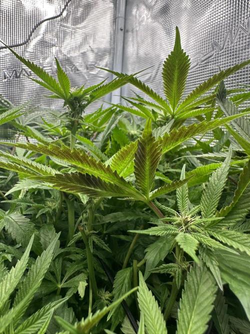 #1ST PHOTOS: SlushMintCake&SkywalkerHaze. Week 14 - Purple soon?