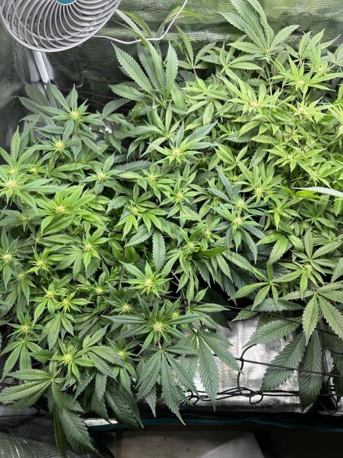 #1ST PHOTOS: SlushMintCake&SkywalkerHaze. Week 14 - Top before defoil 
