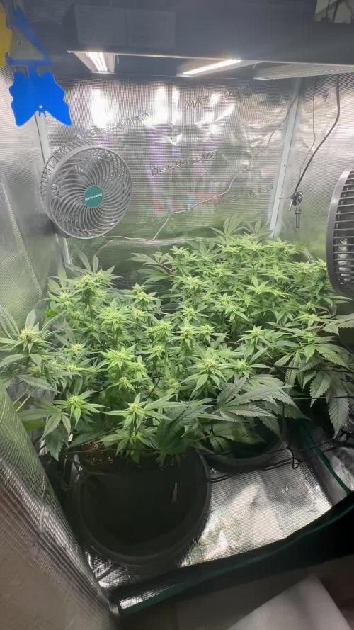 #1ST PHOTOS: SlushMintCake&SkywalkerHaze