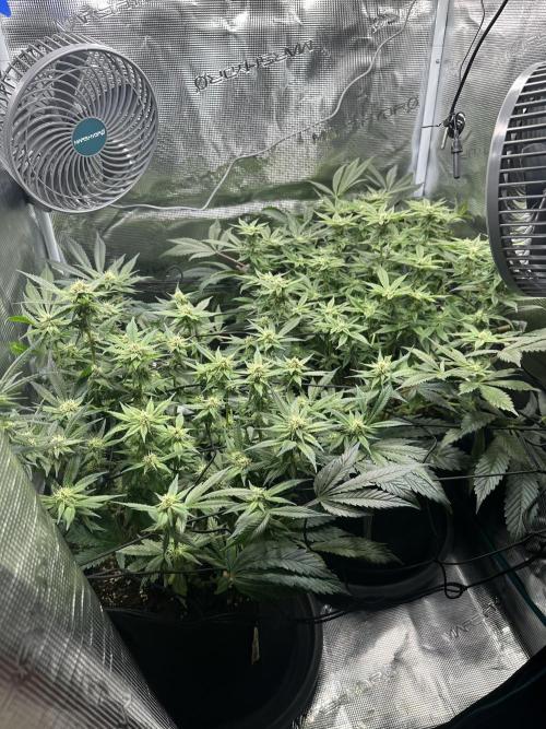 #1ST PHOTOS: SlushMintCake&SkywalkerHaze. Week 15 - Overview