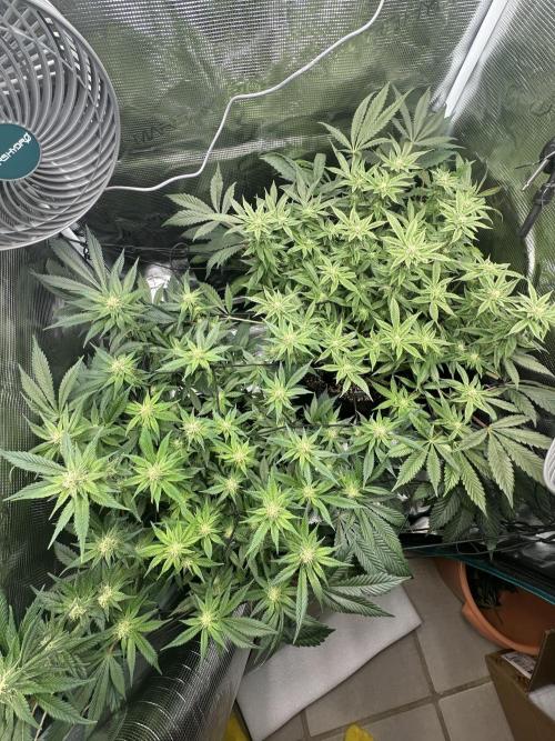 #1ST PHOTOS: SlushMintCake&SkywalkerHaze. Week 15 - Top Overview 