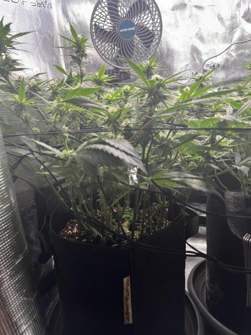 #1ST PHOTOS: SlushMintCake&SkywalkerHaze. Week 15 - Skywalker Side