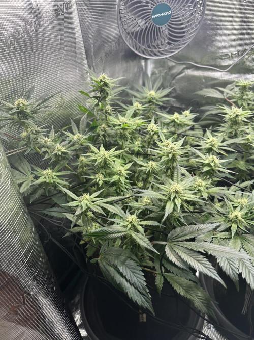 #1ST PHOTOS: SlushMintCake&SkywalkerHaze. Week 15 - Skywalker 45