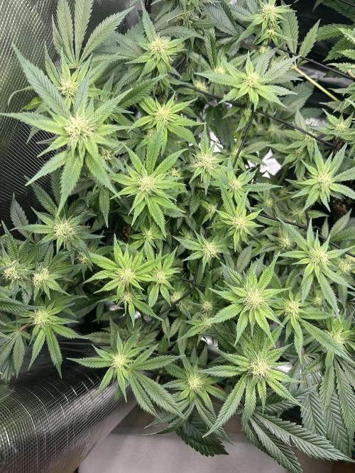 #1ST PHOTOS: SlushMintCake&SkywalkerHaze. Week 15 - Skywalker Top