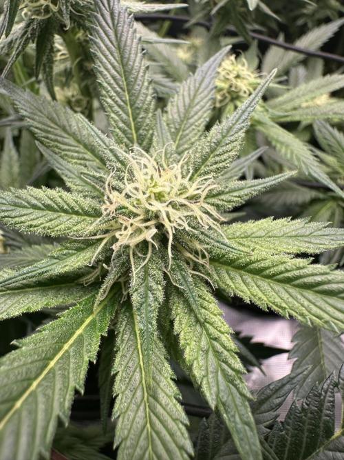 #1ST PHOTOS: SlushMintCake&SkywalkerHaze. Week 15 - Skywalker Detail