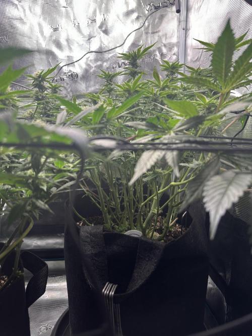 #1ST PHOTOS: SlushMintCake&SkywalkerHaze. Week 15 - Slush Side