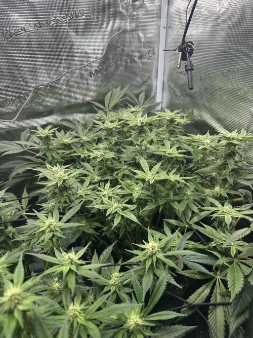 #1ST PHOTOS: SlushMintCake&SkywalkerHaze. Week 15 - Slush 45