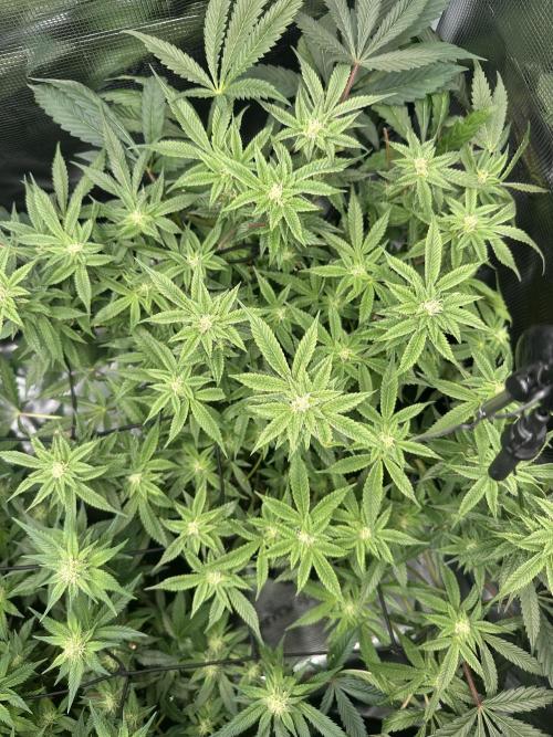 #1ST PHOTOS: SlushMintCake&SkywalkerHaze. Week 15 - Slush top