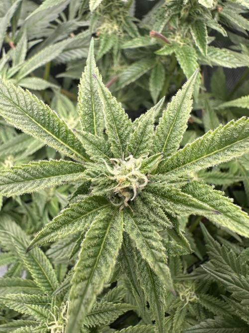 #1ST PHOTOS: SlushMintCake&SkywalkerHaze. Week 15 - Slush Detail 