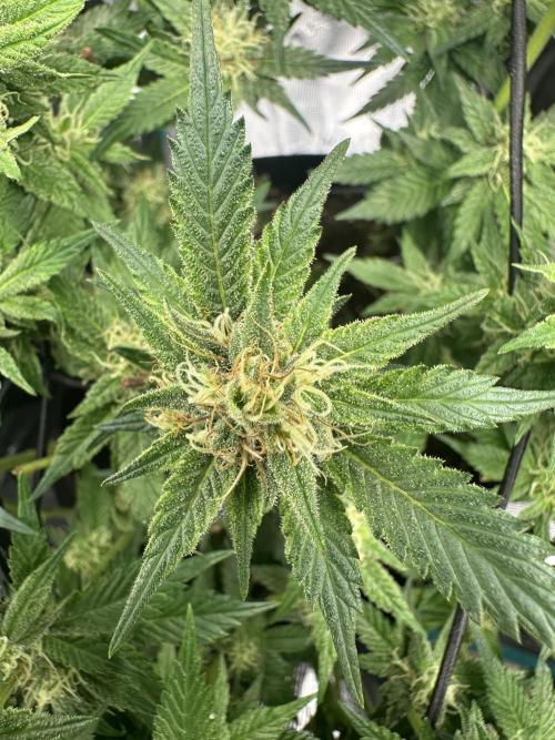 #1ST PHOTOS: SlushMintCake&SkywalkerHaze. Week 16 - Skywalker Detail