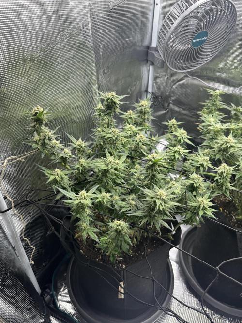#1ST PHOTOS: SlushMintCake&SkywalkerHaze. Week 16 - Skywalker 45