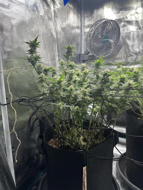 #1ST PHOTOS: SlushMintCake&SkywalkerHaze. Week 16 - Skywalker Side