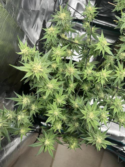 #1ST PHOTOS: SlushMintCake&SkywalkerHaze. Week 16 - Skywalker Top