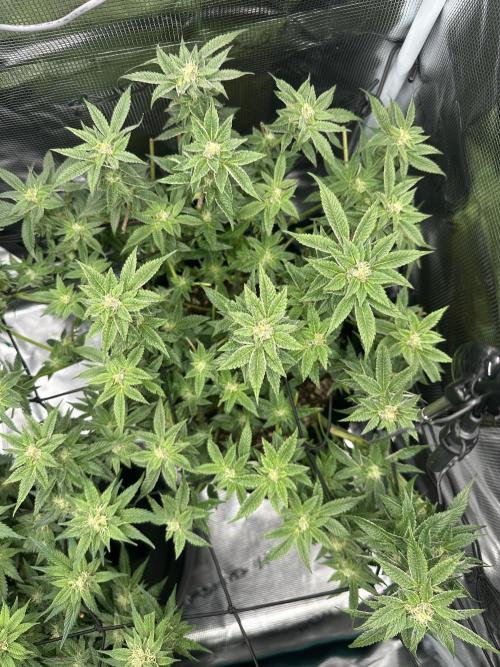 #1ST PHOTOS: SlushMintCake&SkywalkerHaze. Week 16 - Slush Top