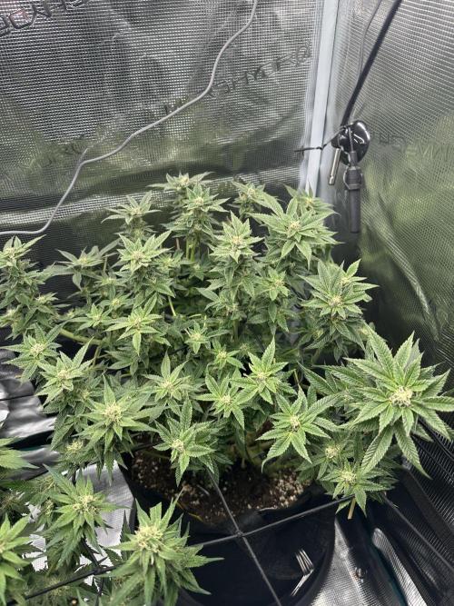 #1ST PHOTOS: SlushMintCake&SkywalkerHaze. Week 16 - Slush 45