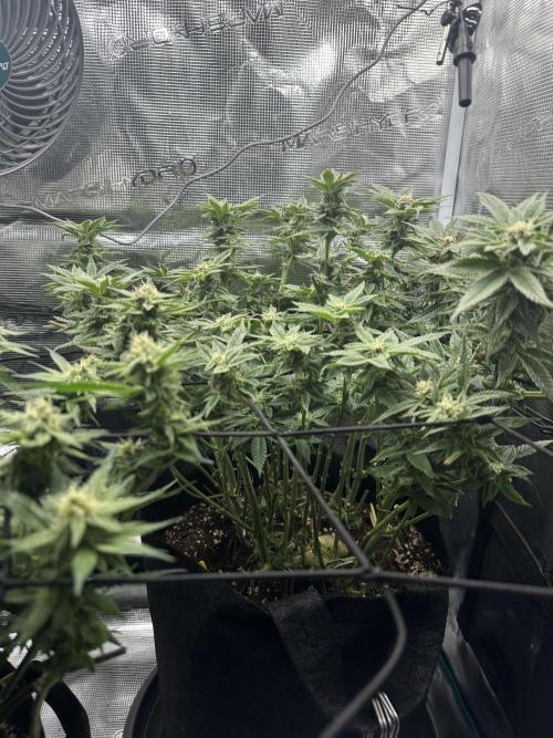 #1ST PHOTOS: SlushMintCake&SkywalkerHaze. Week 16 - Slush Side
