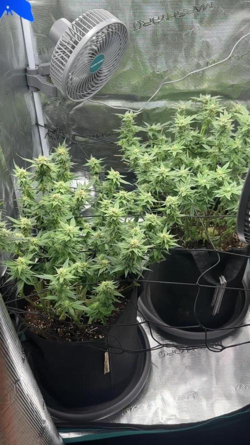 #1ST PHOTOS: SlushMintCake&SkywalkerHaze