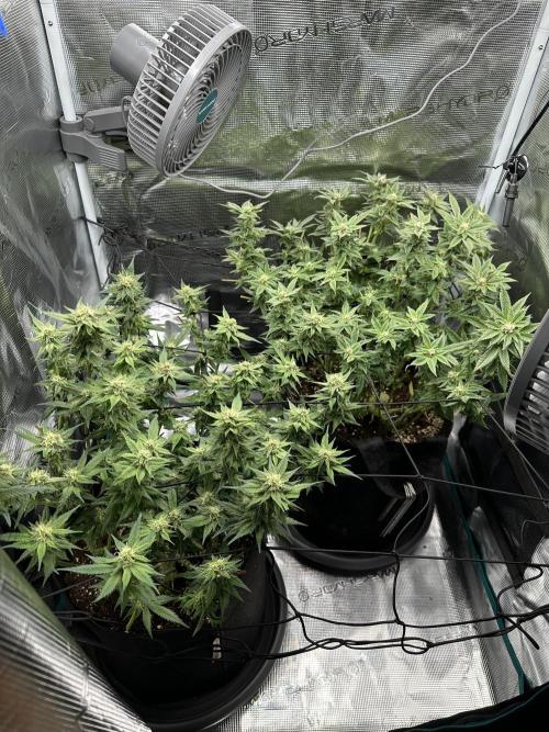 #1ST PHOTOS: SlushMintCake&SkywalkerHaze. Week 16 - Overview; L: Skywalker / R: Slush