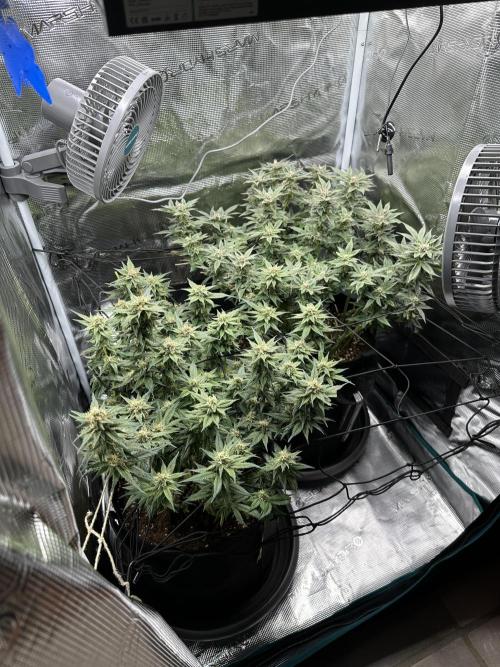 #1ST PHOTOS: SlushMintCake&SkywalkerHaze. Week 17 - Overview (Left Skywalker, Right SMC)