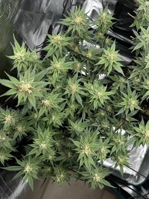 #1ST PHOTOS: SlushMintCake&SkywalkerHaze. Week 17 - Top Skywalker