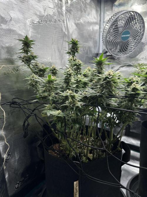 #1ST PHOTOS: SlushMintCake&SkywalkerHaze. Week 17 - Side Skywalker