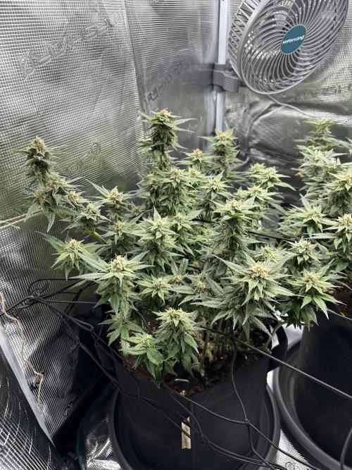 #1ST PHOTOS: SlushMintCake&SkywalkerHaze. Week 17 - 45° Skywalker