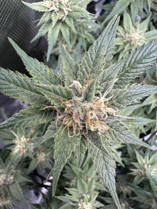 #1ST PHOTOS: SlushMintCake&SkywalkerHaze. Week 17 - Detail Skywalker