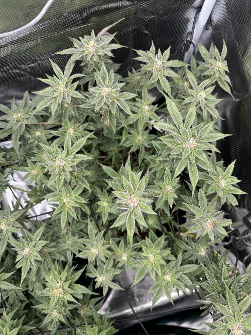 #1ST PHOTOS: SlushMintCake&SkywalkerHaze. Week 17 - Top SMC