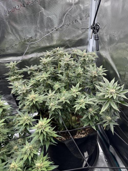 #1ST PHOTOS: SlushMintCake&SkywalkerHaze. Week 17 - 45° SMC