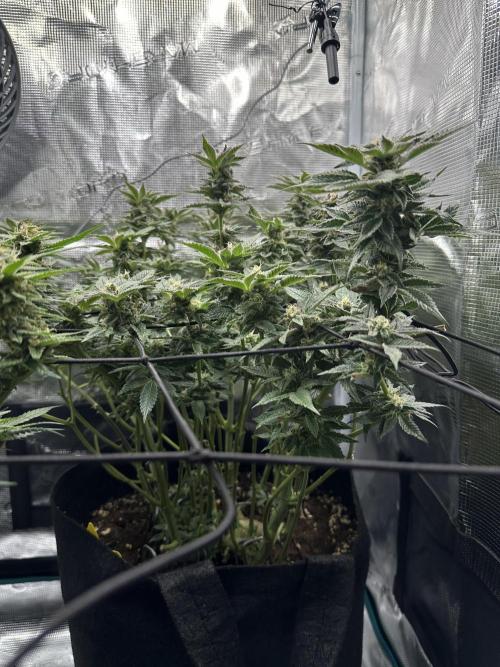 #1ST PHOTOS: SlushMintCake&SkywalkerHaze. Week 17 - Side SMC