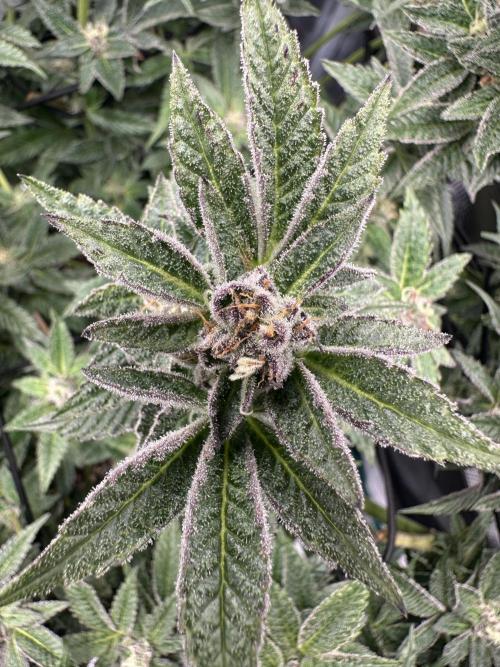 #1ST PHOTOS: SlushMintCake&SkywalkerHaze. Week 17 - Detail SMC