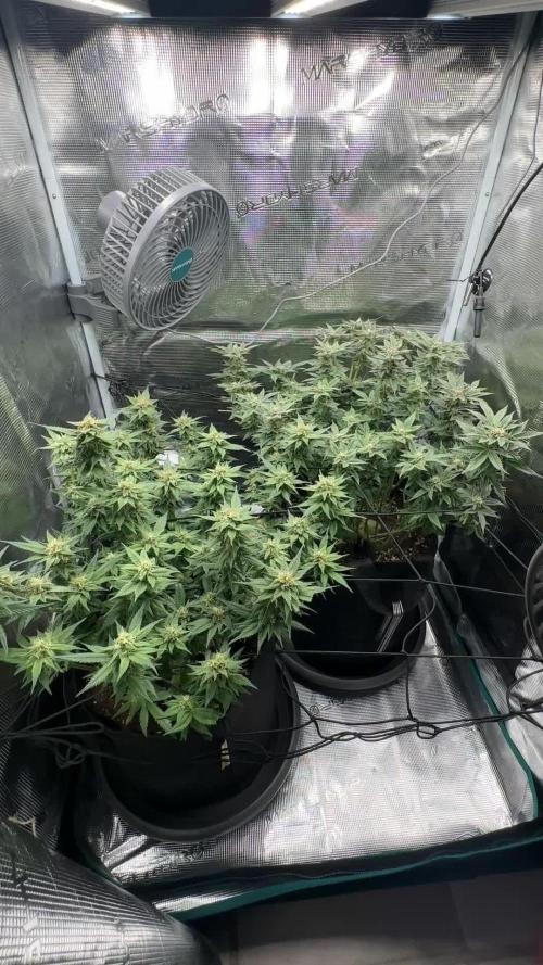 #1ST PHOTOS: SlushMintCake&SkywalkerHaze