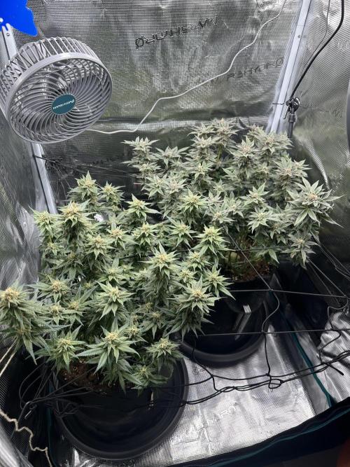 #1ST PHOTOS: SlushMintCake&SkywalkerHaze. Week 18 - Overview