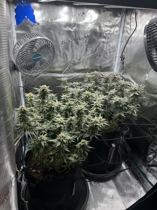#1ST PHOTOS: SlushMintCake&SkywalkerHaze. Week 18 - Overview II