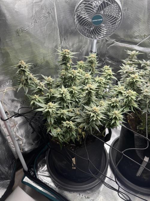 #1ST PHOTOS: SlushMintCake&SkywalkerHaze. Week 18 - Skywalker 45